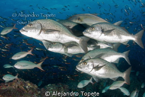 Pargos en Grupo, Galapagos Ecuador by Alejandro Topete 